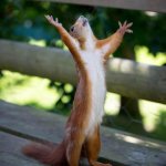 Thank you Jesus squirrel | HAPPY FIRST DAY OF; SPRING | image tagged in squirrel | made w/ Imgflip meme maker