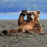 bear | Slavic Lives Matter | image tagged in bear,slavic | made w/ Imgflip meme maker