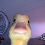 duck selfie