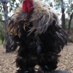 Angry Rooster with collar