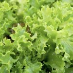 Lettuces meme