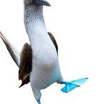 Blue Footed Boobie