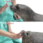 Seal Bap