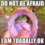 Wise Frog | DO NOT BE AFRAID I AM TOADALLY OK | image tagged in wise frog | made w/ Imgflip meme maker