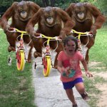 three orangutans on tricycle