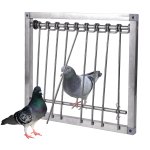 Pigeons trap