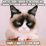 Feline Disappointment | Boy, am I mad! I wanted to run around like a lunatic screaming loudly, but you're awake. *sigh* I guess I can wait. | image tagged in screaming,lunatic,grumpy cat | made w/ Imgflip meme maker