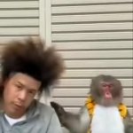 Monkey faint GIF Template