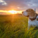 Dog with sunrise