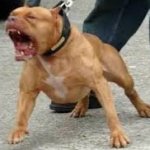 Pit bull