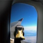 Let Me In Duck | There is a duck, looking at your window. Leave immediately. | image tagged in there's a duck | made w/ Imgflip meme maker