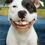 PIt Bull Smile | "LIKE A BULL IN A; VA CHINA SHOP." | image tagged in pit bull smile | made w/ Imgflip meme maker