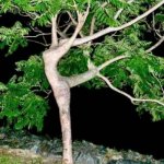 Dancing tree