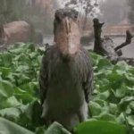 Scary Bird GIF Template