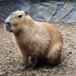 Capybara