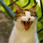 Laughing cat