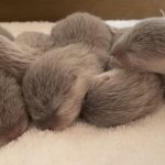 Otter Babies