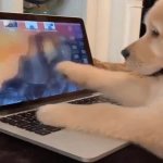 Doggy on computer GIF Template
