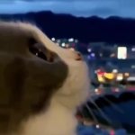 cat looking at stars GIF Template