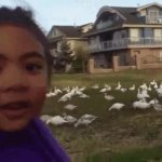 Look at all them chickens GIF Template