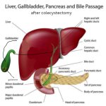 liver, gallbladder and pancreas after cholecystectomy