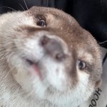 Sus Hana The Otter Nsfw Face