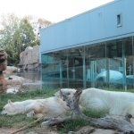San Diego Zoo Polar Bear Exhibit