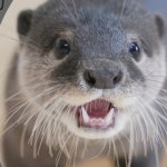 Koko Icon