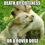 Puppy I love bro | DEATH BY CUTENESS; OR A ROVER DOSE | image tagged in puppy i love bro | made w/ Imgflip meme maker
