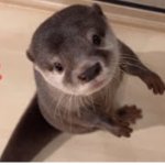 Otter Bob Angry That Tengolf Is The Hated Ship