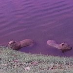 Capivara JOI