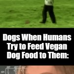Fine Dining with Doggos | Dogs When Humans 

Give Them Their 

Leftover Dinner:; Dogs When Humans 

Try to Feed Vegan 

Dog Food to Them:; Fine Dining with Doggos; OzwinEVCG | image tagged in dogs,dinner,leftovers,vegan,food,simple vs difficult | made w/ Imgflip video-to-gif maker