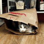 Cat in the Bag