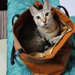 Cat in handbag