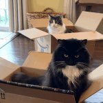 Cats in boxes