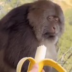Monkey and banana GIF Template