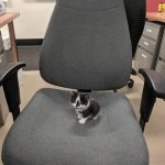 Office kitty template