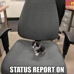 Kitty CEO | DO YOU HAVE THE; STATUS REPORT ON THE CATNIP SHIPMENT | image tagged in office kitty,cat,office | made w/ Imgflip meme maker