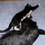 cat and dog butt