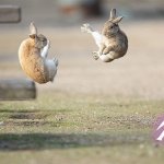 Kung-fu bunnies