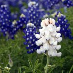 Bluebonnet flowers with one white JPP
