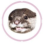 Sarah Pfp Otter