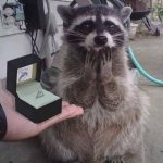 Raccoon marriage proposal