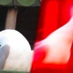 mouette qui crie