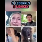 Three liberals one monkey meme
