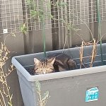 Cat in a plant tub