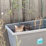Cat in a plant tub template