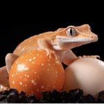 Gecko with eggs