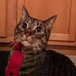 Cat in tie