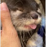 Licking Otter